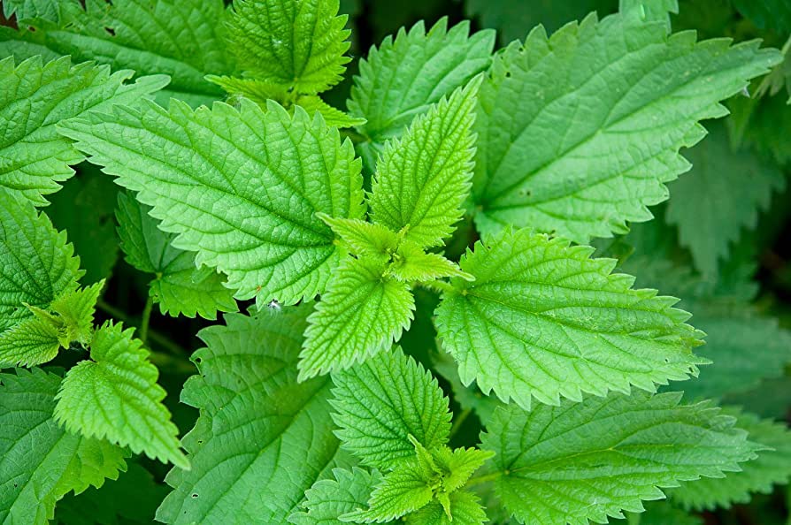 La nettle è utilizzata da millenni per le sue qualità terapeutiche