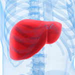 Questa verdura economica regola il livello di colesterolo nel sangue e purifica il fegato dalle tossine