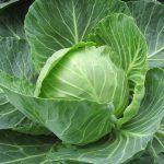 Il rimedio con cavolo e sale grosso anti-infiammatorio naturale per ginocchia e spalle