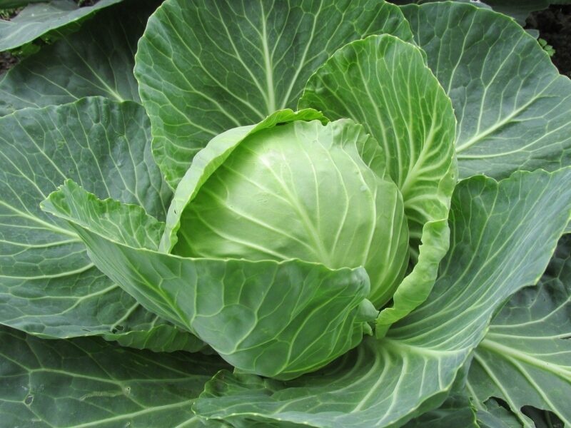 Il rimedio con cavolo e sale grosso anti-infiammatorio naturale per ginocchia e spalle