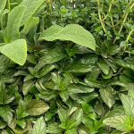 Tintura di salvia e menta alleata contro le vampate e gli squilibri ormonali
