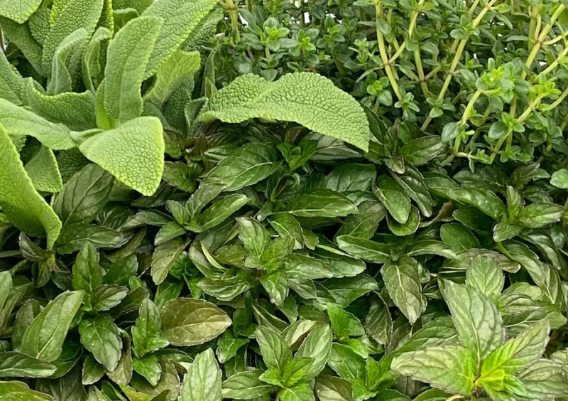 Tintura di salvia e menta alleata contro le vampate e gli squilibri ormonali
