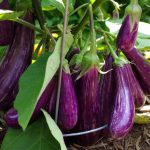 Melanzane in piena estate: cosa fare per avere un raccolto sano e gustoso