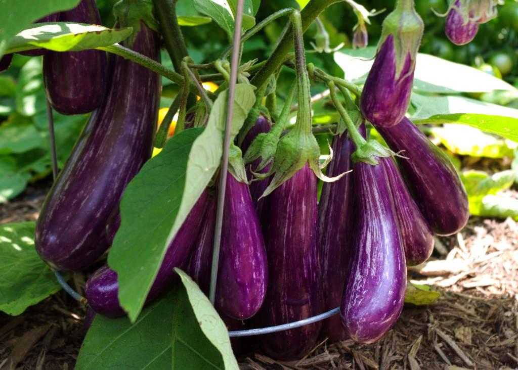 Melanzane in piena estate: cosa fare per avere un raccolto sano e gustoso