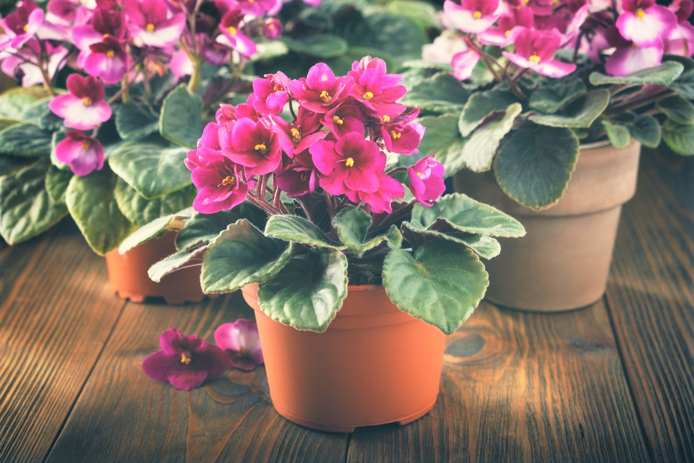 Cura, propagazione e manutenzione delle violette. Tutto ciò che devi sapere se hai queste fiori a casa