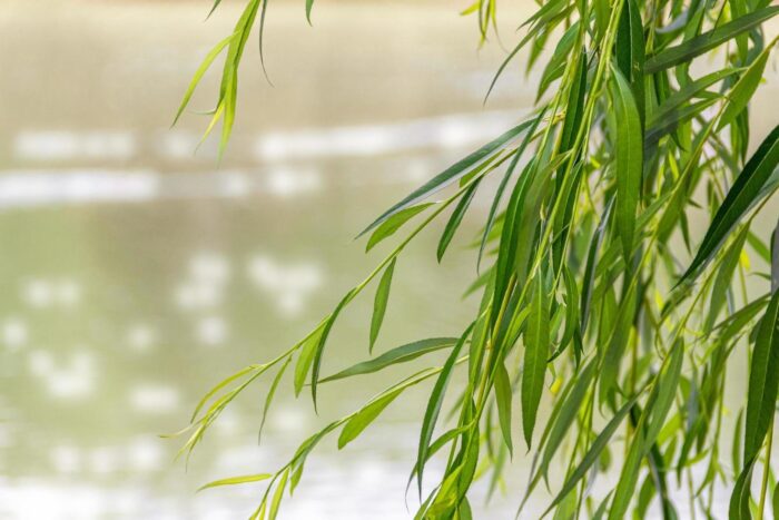 Il ritual di mettere rami di salice nell’acqua: cosa dice la scienza