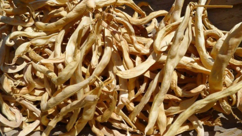 Tinctura di baccelli di fagioli secchi: Il rimedio naturale ignorato per glicemia, reni e articolazioni