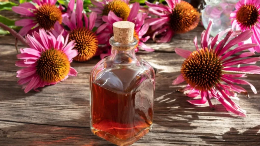 Come preparare la tintura di echinacea e come usarla correttamente per la difesa immunitaria e le infezioni respiratorie
