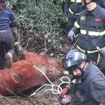 Un drammatico salvataggio: cavallo in pericolo recuperato dopo una caduta di 200 metri