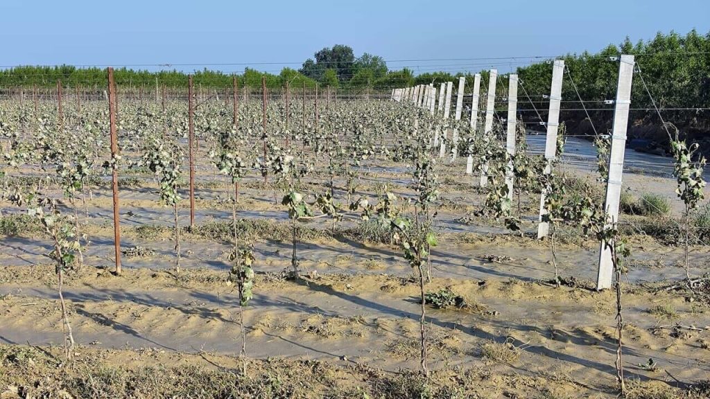 Risorse straordinarie per l’agricoltura: la Regione Emilia-Romagna si mobilita