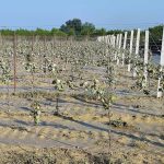 Risorse straordinarie per l’agricoltura: la Regione Emilia-Romagna si mobilita
