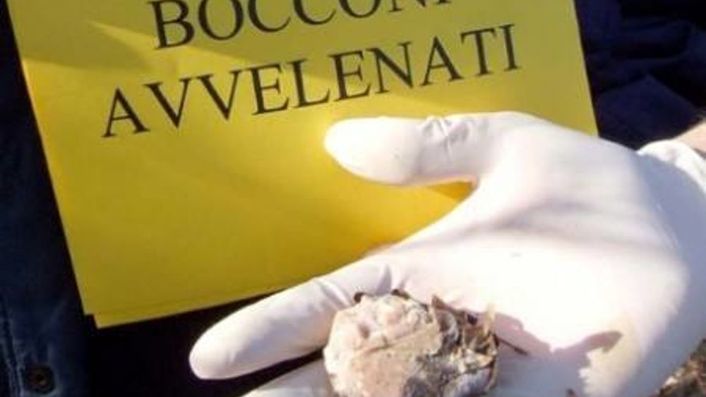 Emergenza avvelenamento: tre cani morti. La comunità è in allerta.