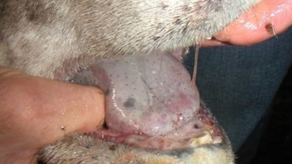 Vaccini per la Blue tongue: la Regione Emilia-Romagna non molla e sosterrà gli allevatori fino al 2026