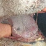 Vaccini per la Blue tongue: la Regione Emilia-Romagna non molla e sosterrà gli allevatori fino al 2026