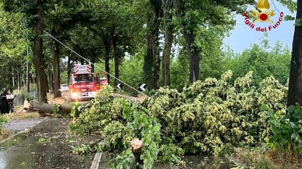 Allerta arancione: massima vigilanza nelle aree alberate