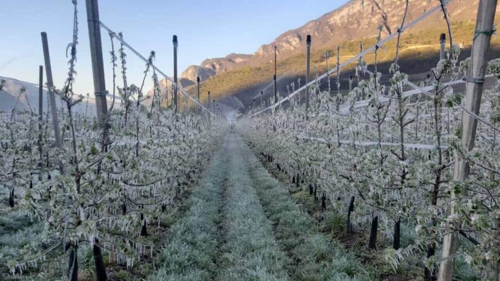 Campagne in crisi: il gelo dopo la tempesta mette a rischio le colture