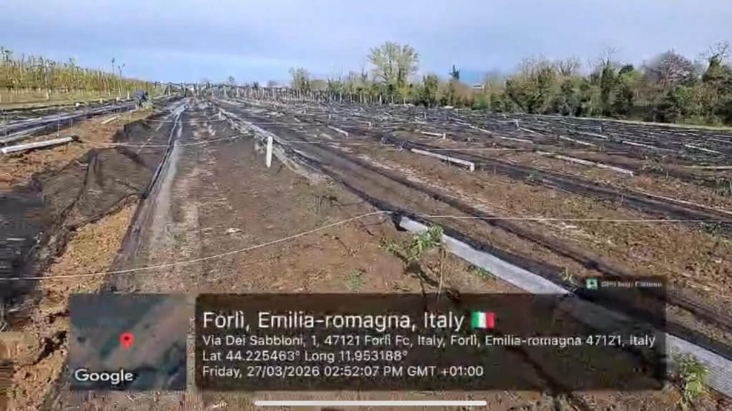 Coldiretti: Danni devastanti nei frutteti, il ritorno delle gelate mette a rischio la produzione