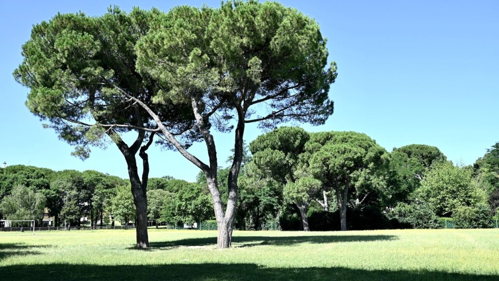 Domenica delle Palme: Ca’Ossi si riunisce al parco Incontro per una celebrazione all’aperto