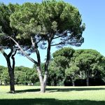 Domenica delle Palme: Ca’Ossi si riunisce al parco Incontro per una celebrazione all’aperto