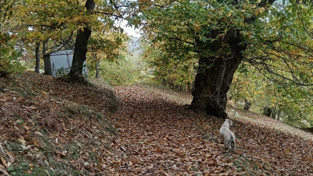 Iniziativa ambiziosa per la castanicoltura: nasce CA.L.CO. nel Parco delle Foreste Casentinesi