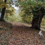 Iniziativa ambiziosa per la castanicoltura: nasce CA.L.CO. nel Parco delle Foreste Casentinesi