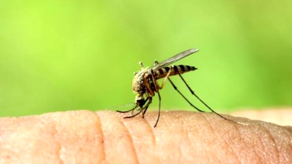 Progetto Rotary a Forlimpopoli: una battaglia contro la malaria in Angola