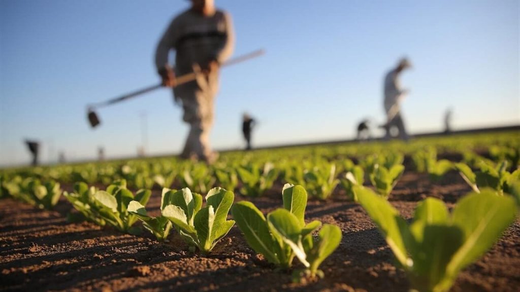 Settore Agricolo in Montagna: 50 Milioni di Euro dalla Regione per le Aziende in Difficoltà