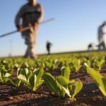 Settore Agricolo in Montagna: 50 Milioni di Euro dalla Regione per le Aziende in Difficoltà
