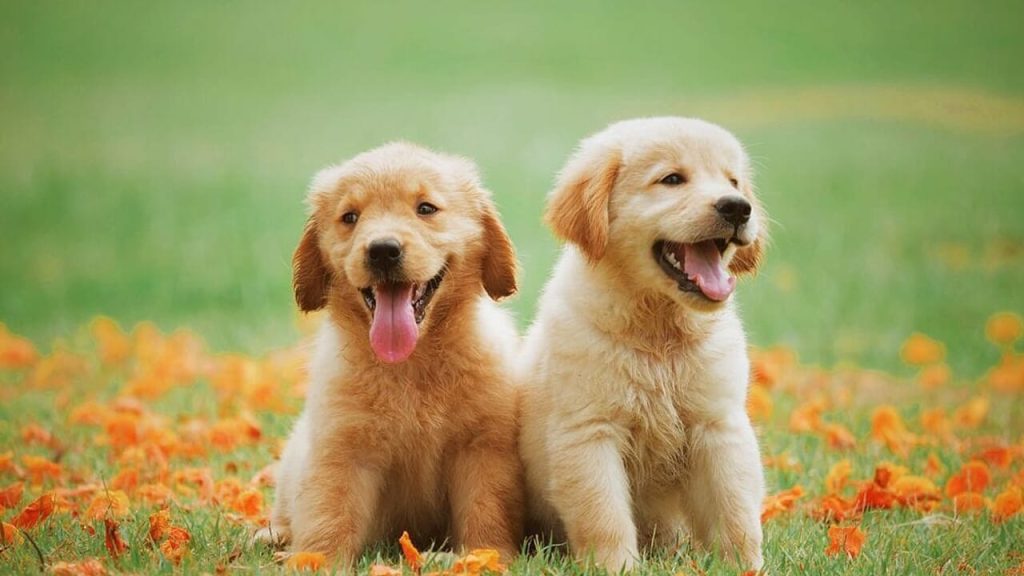 Truffa a luci spente: venditore di cuccioli scompare dopo il bonifico