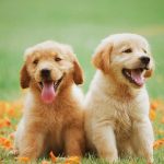 Truffa a luci spente: venditore di cuccioli scompare dopo il bonifico