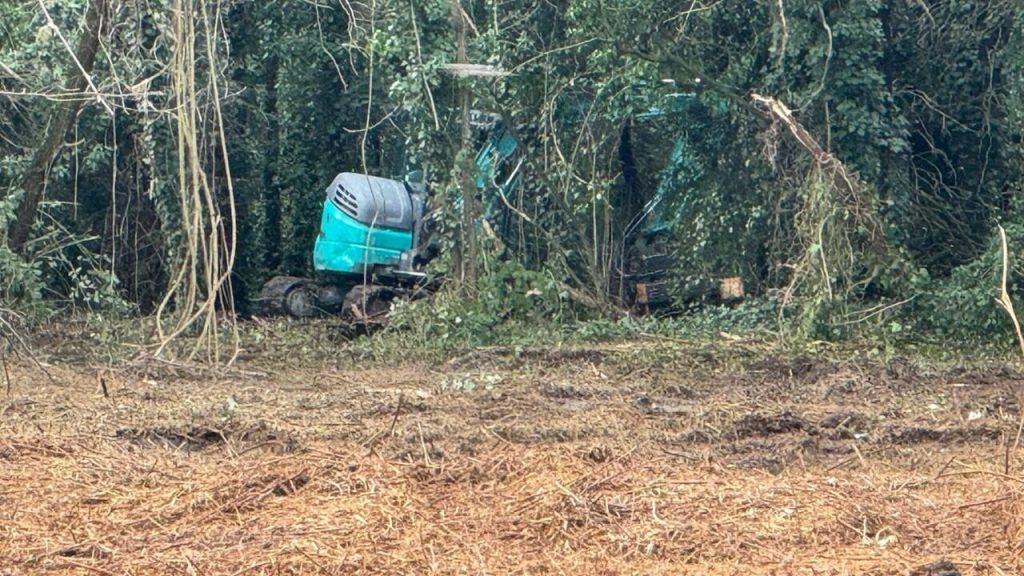 Ex Eridania: gli ambientalisti smascherano il piano del Comune per distruggere bosco e garzaia